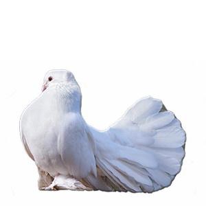 ПТ013 ПТ013