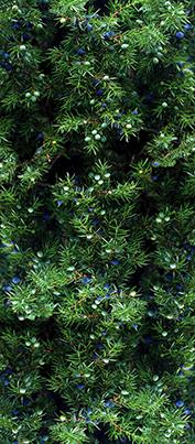 Цветник Цв004